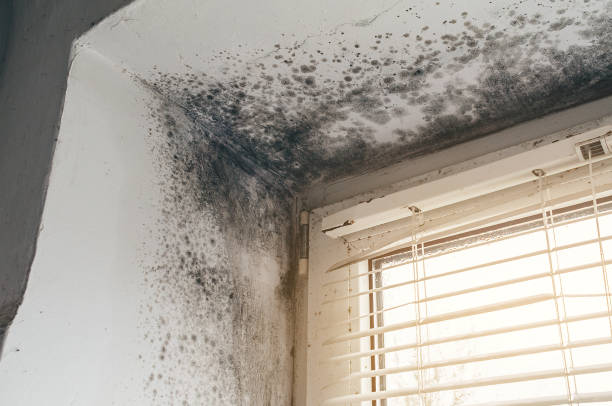 Affordable Mold Cleanup solutions in Wernersville, PA