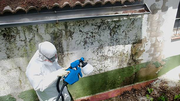 Trusted Attic Mold Removal service in Wernersville, PA - Cheap Mold Removal